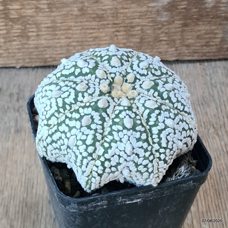 D5780 ASTROPHYTUM SUPERKABUTO STAR SHAPE pot8-H6-W10 cm MaMa Cactus