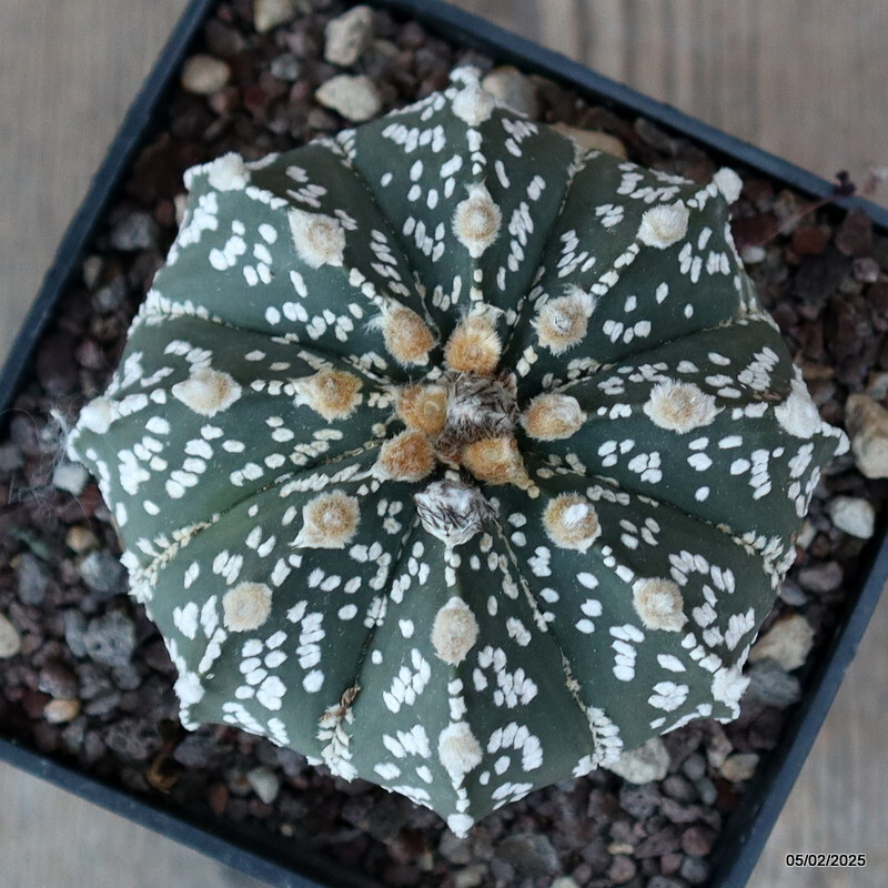 D1901 ASTROPHYTUM SUPER KABUTO pot10-H8-W9 cm MaMa Cactus