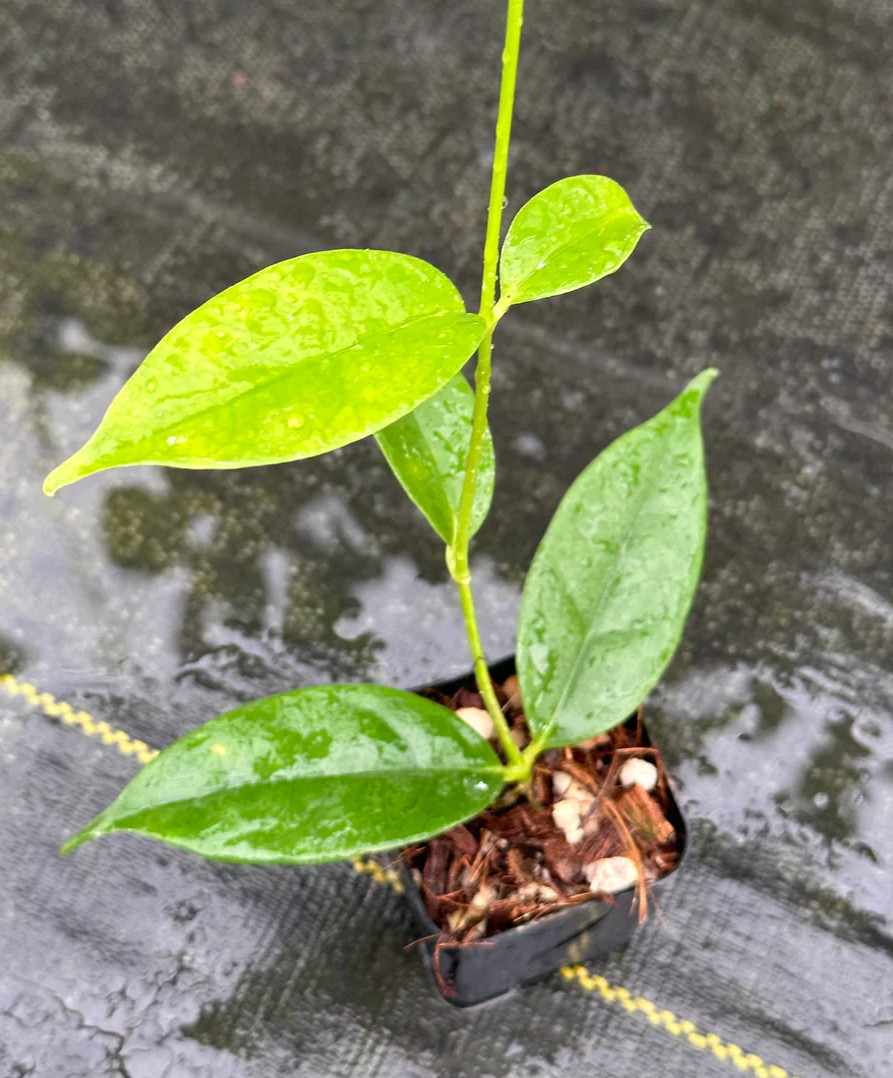 Real Pict Hoya Danumensis ssp. Amarii Rare Plant