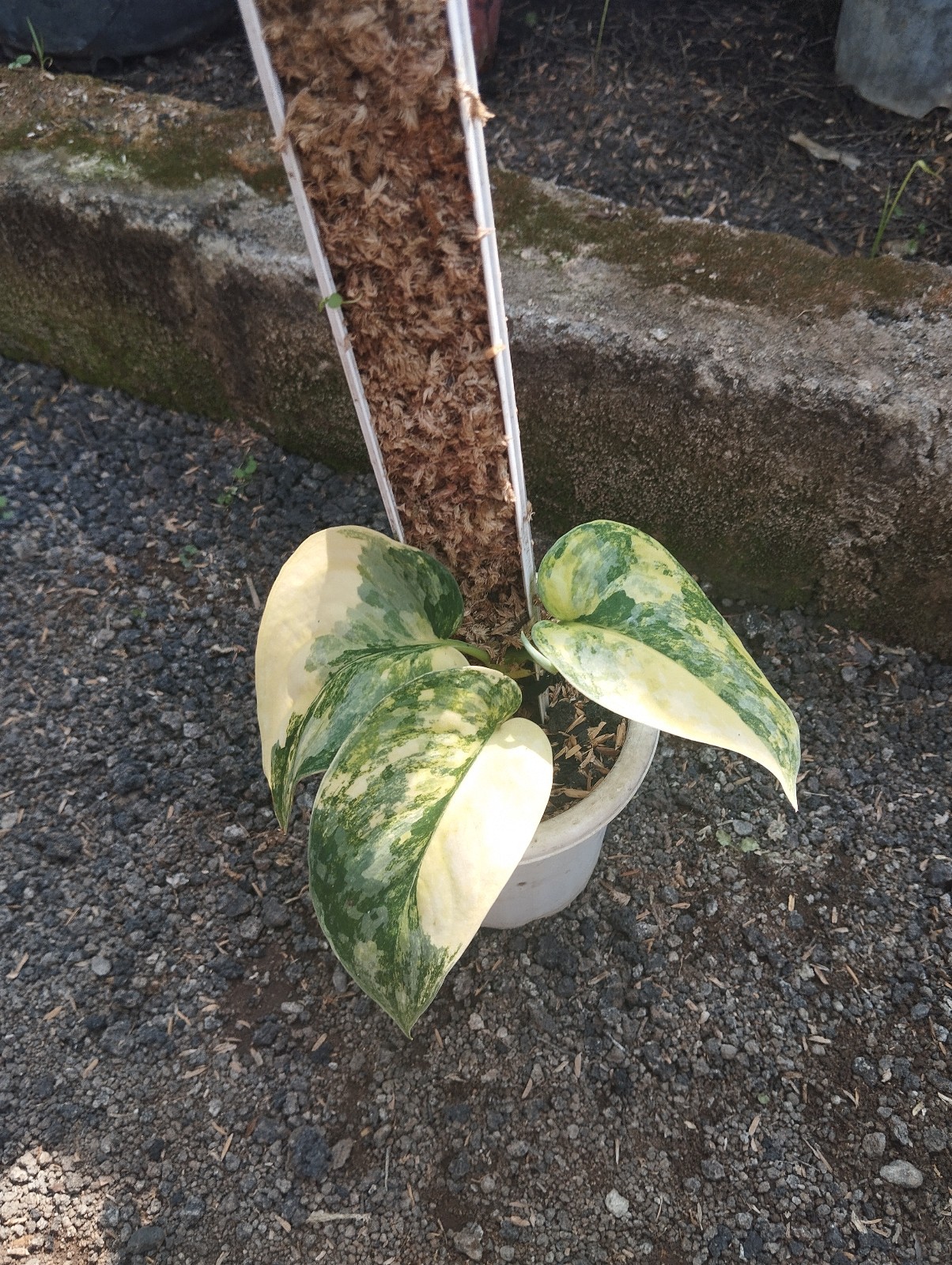 Scindapsus Andalas Variegated Real Picture