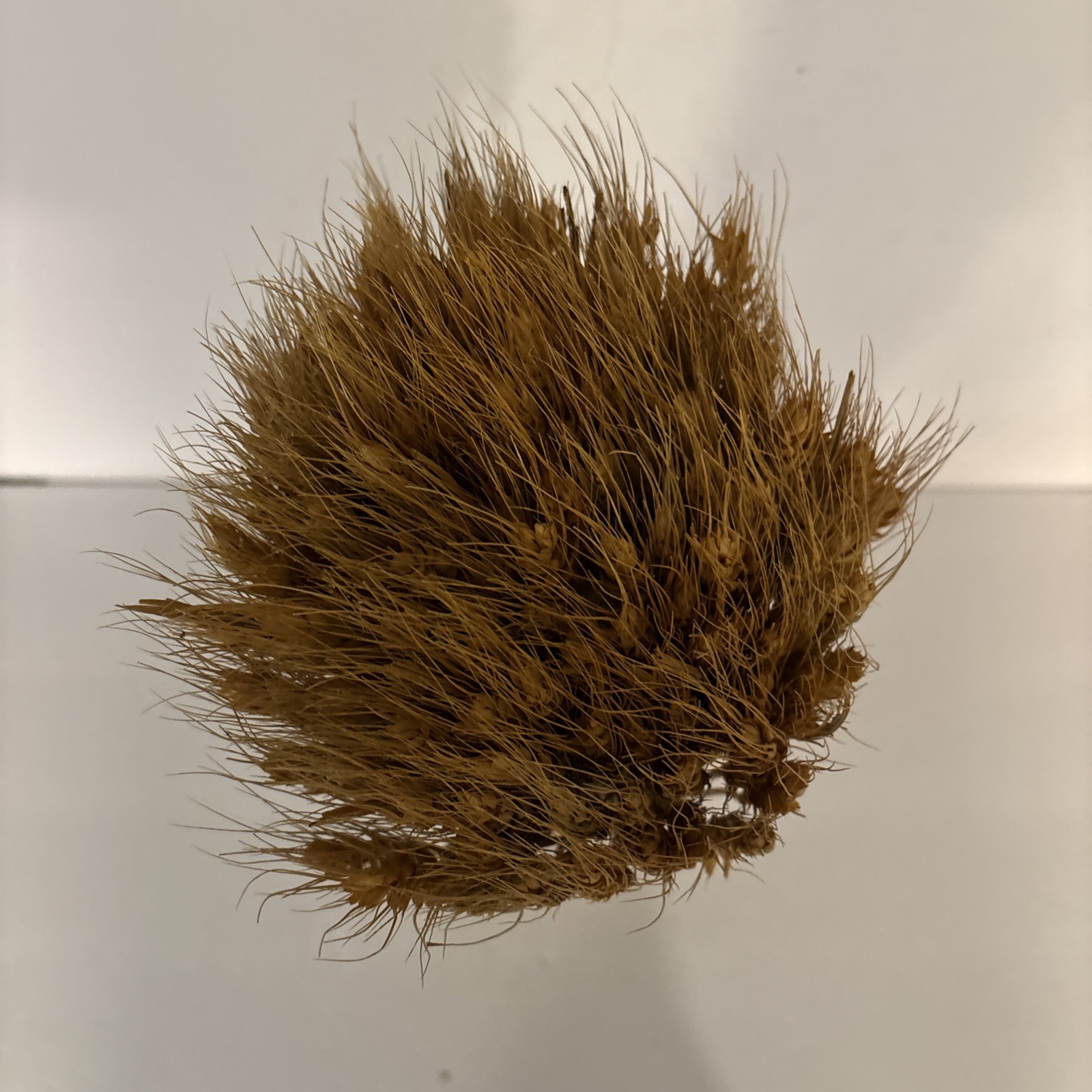 Large Bundle Natural Dried Wheat Sheaf Floral Arraignment Wrapped 19” Tall