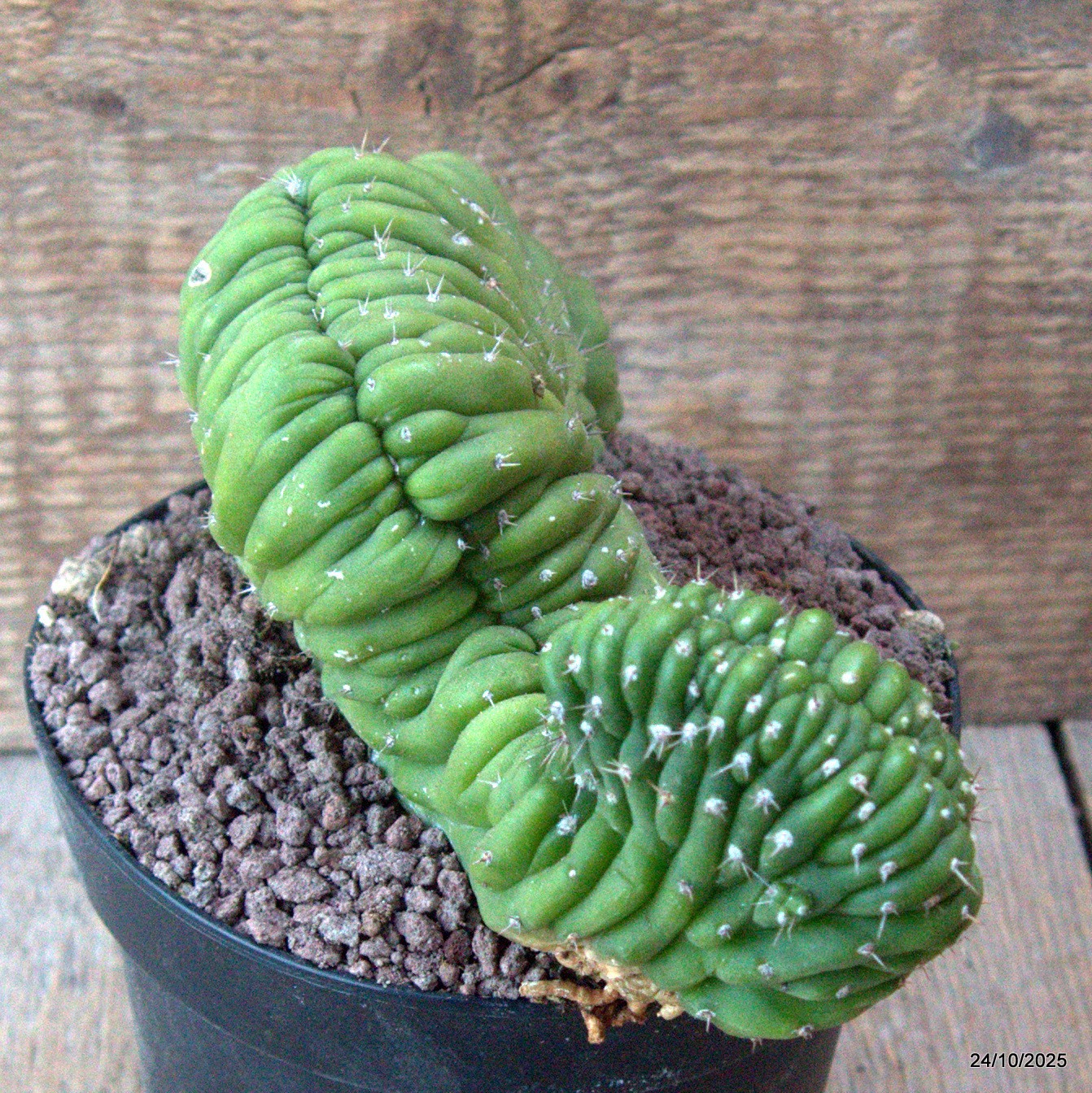 D7178 CEREUS PACHA. CRESTED pot14-H11-W20 cm MaMa Cactus