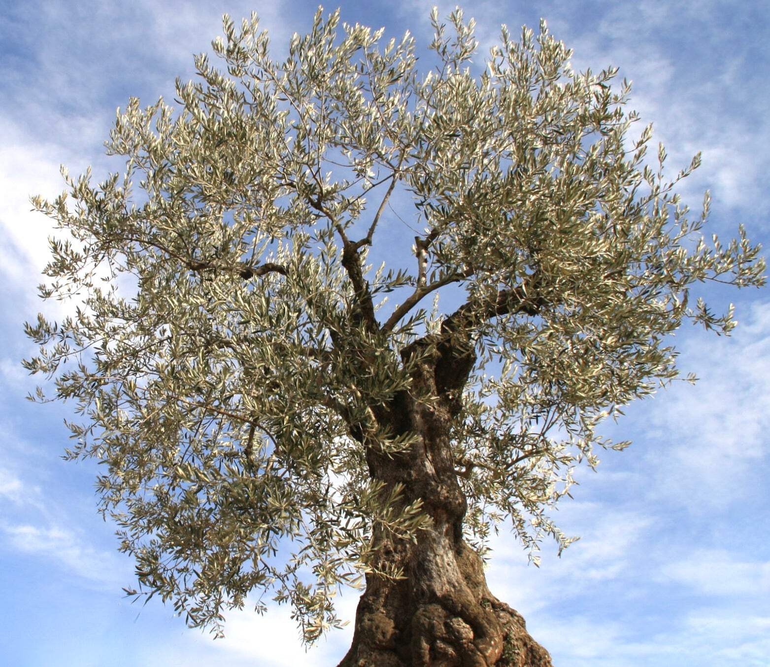 Olea europaea cv NOCELLARA – Nocellara Olive