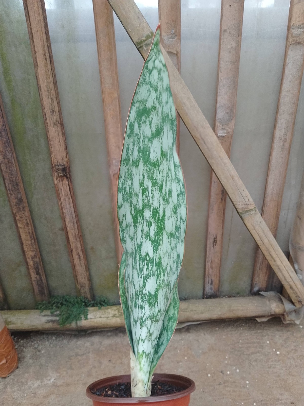 Sansevieria Sp Mocuba Big Size Rare Snake Plant