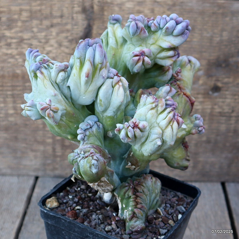 D1507 MYRTILLOCACTUS GEOMETRIZANS CRESTED pot10-H19-W18 cm MaMa Cactus