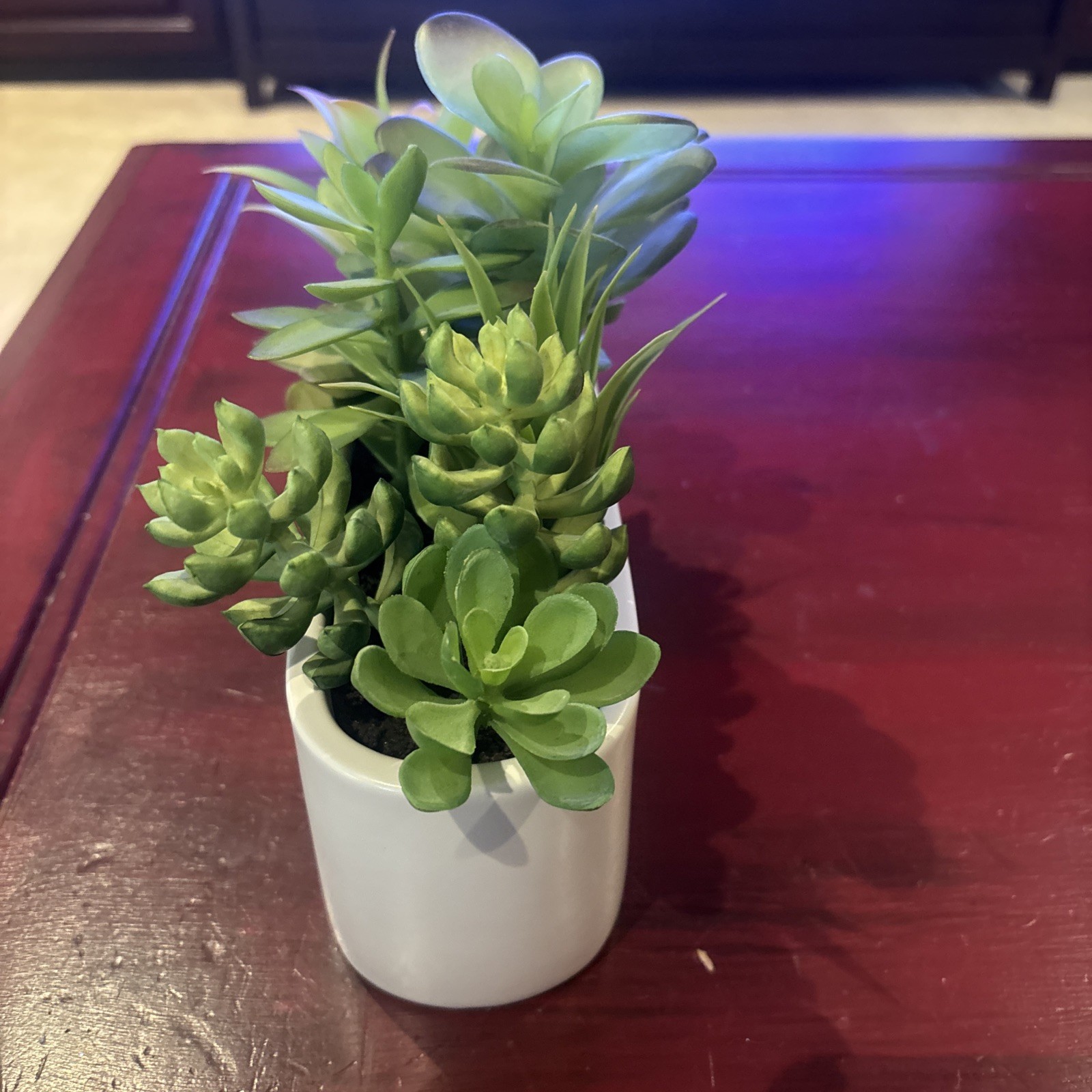 Succulent Plant Artificial