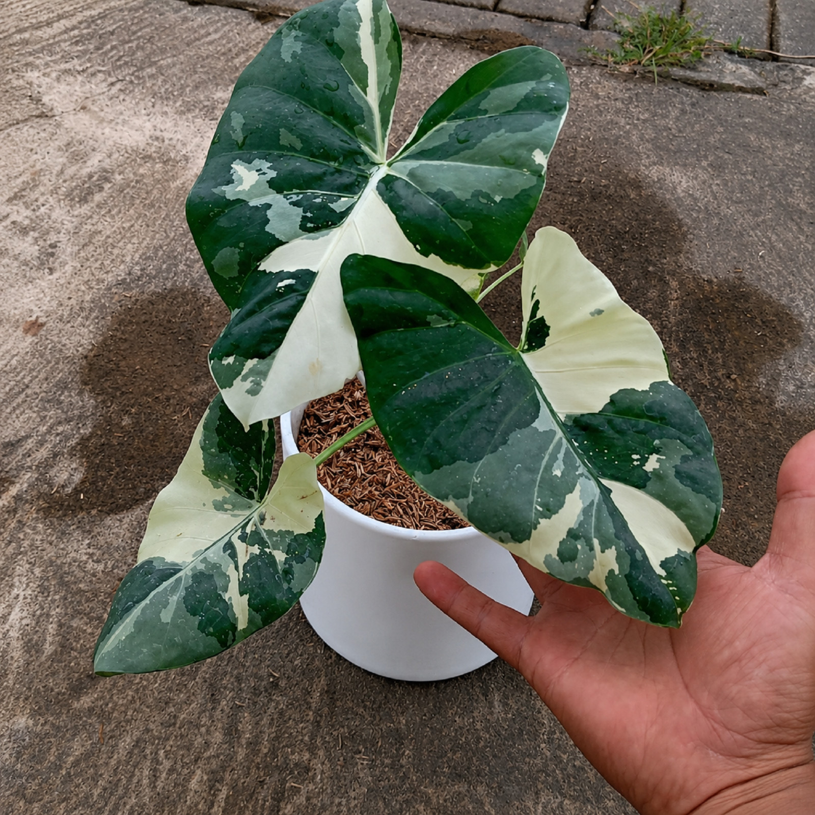 Rare Variegated Alocasia Macrorrhiza house Plant Tropical Aroid Houseplant
