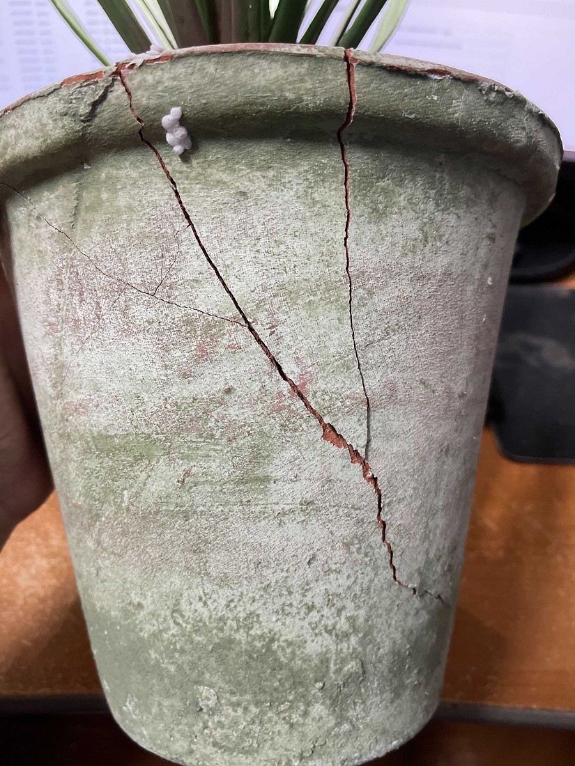 Scratch & Dent Yucca Plant in Clay Pot 26.5 Inch Tall