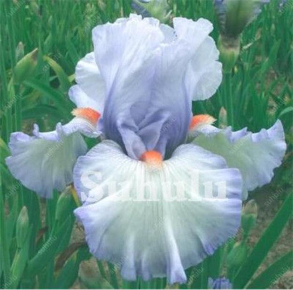 (10) IRIS SEEDS rare exotic flower home blossom garden plant USA SELLER W/TRACK