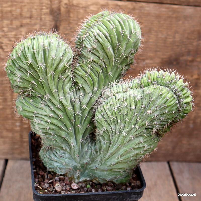 D4370 POLASKIA CHICHIPE CRESTED pot10-H17-W17 cm MaMa Cactus