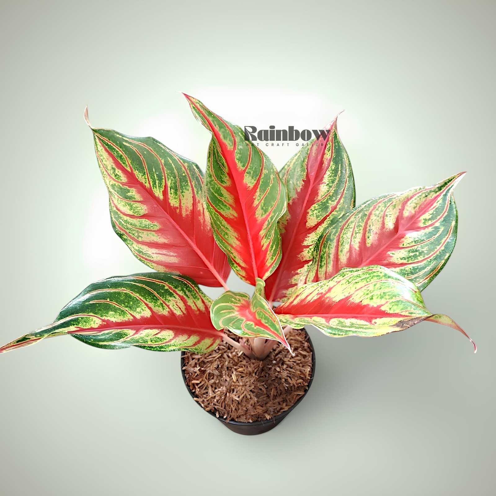 Aglaonema Red Sunset Beatiful Ornamental Plant