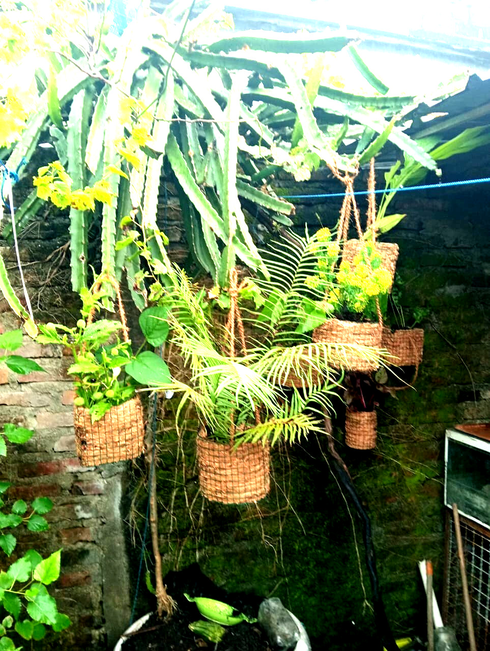 Cocopit pot-natural coconut fiber planter