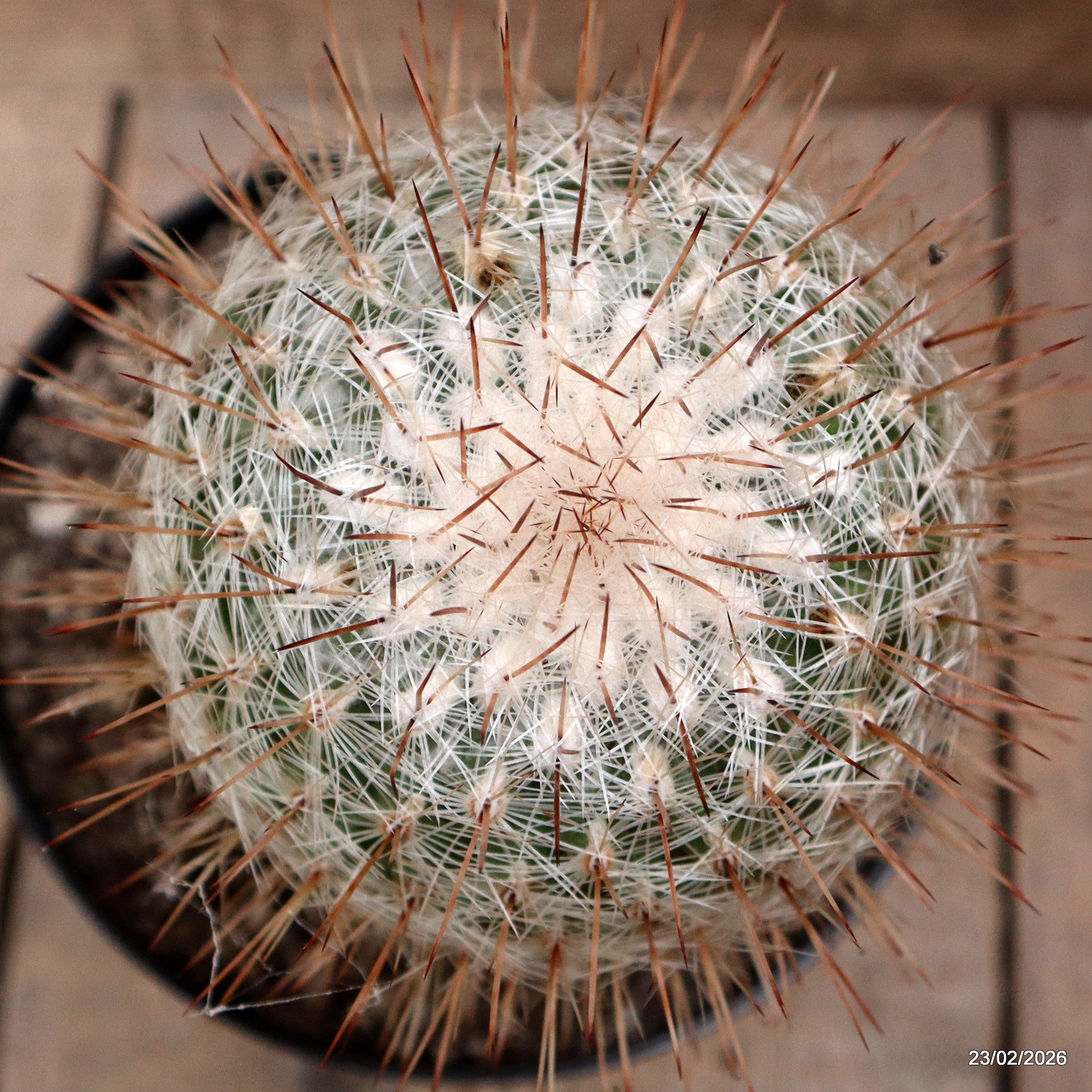 D7894 THELOCACTUS MACDOWELLII pot18-H19-W11 cm MaMa Cactus