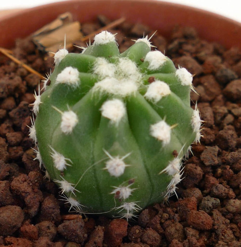 Echinopsis subdenudata cv OIBBO A27 – Easter lily cactus | Night-blooming hedgeh