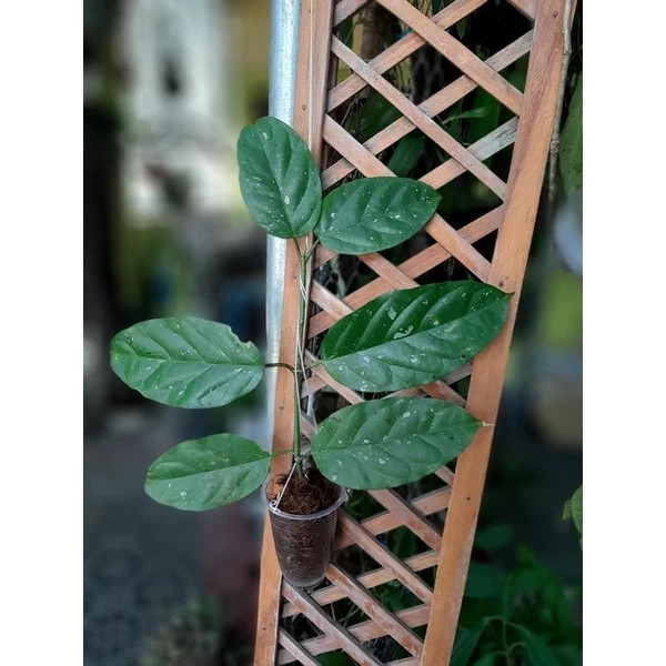 Real Pict Hoya Lasiantha Rare Plant