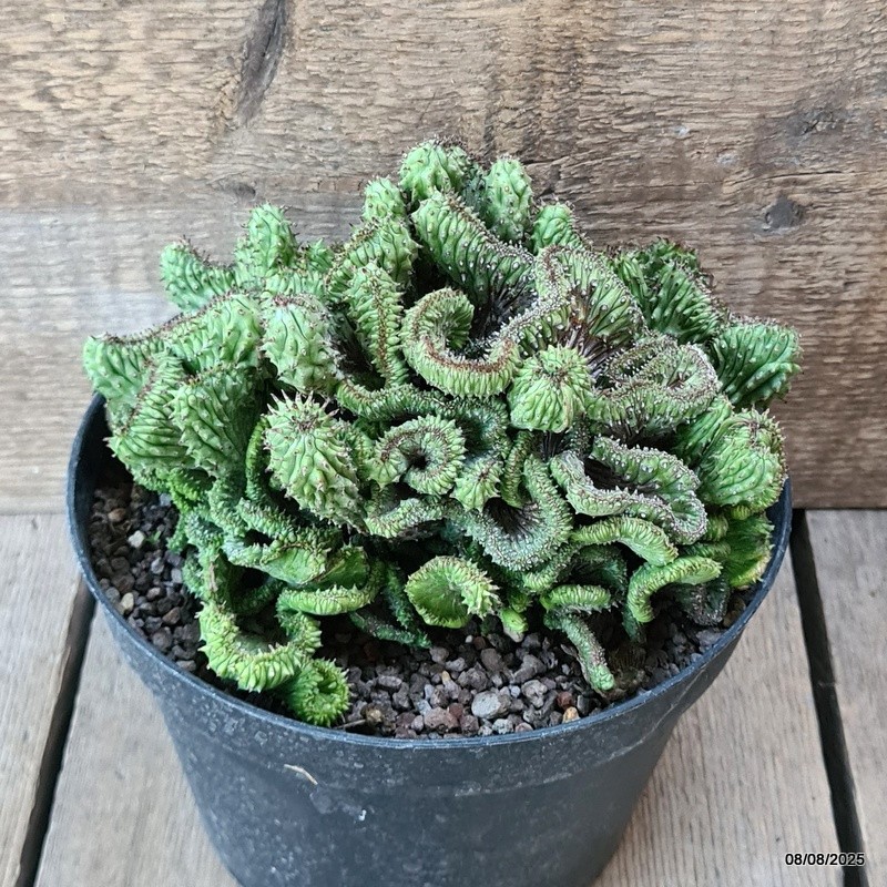D5807 EUPHORBIA HORRIDA CRESTED pot18-H12-W19 cm MaMa Cactus