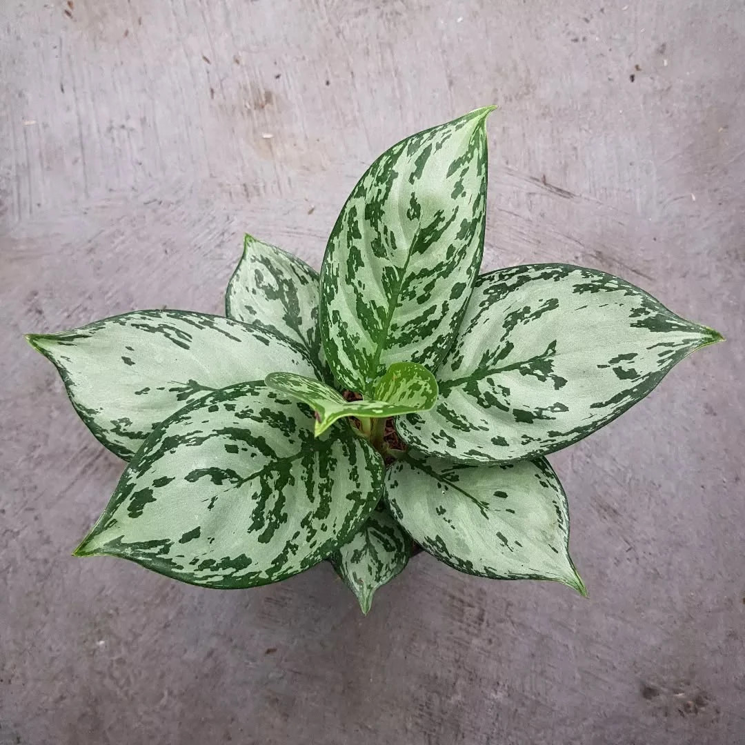 Real Picture Aglaonema Green Compacta Beautiful Rare Plant