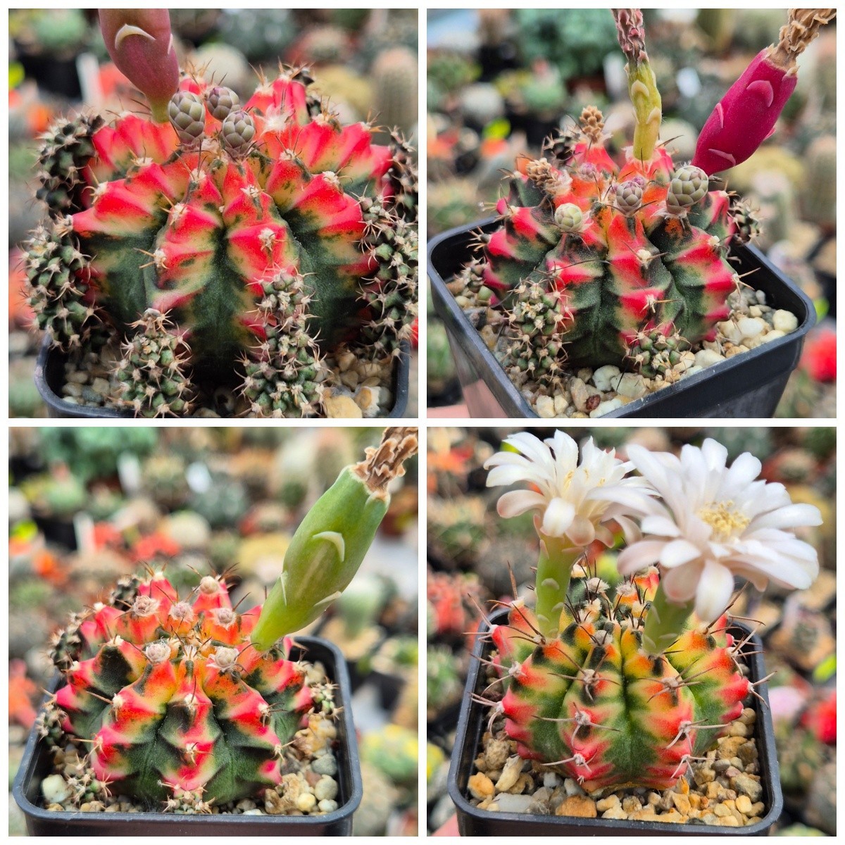 Gymnocalycium mihanovichii ‘Multicolor’ 20seeds harvest 2025