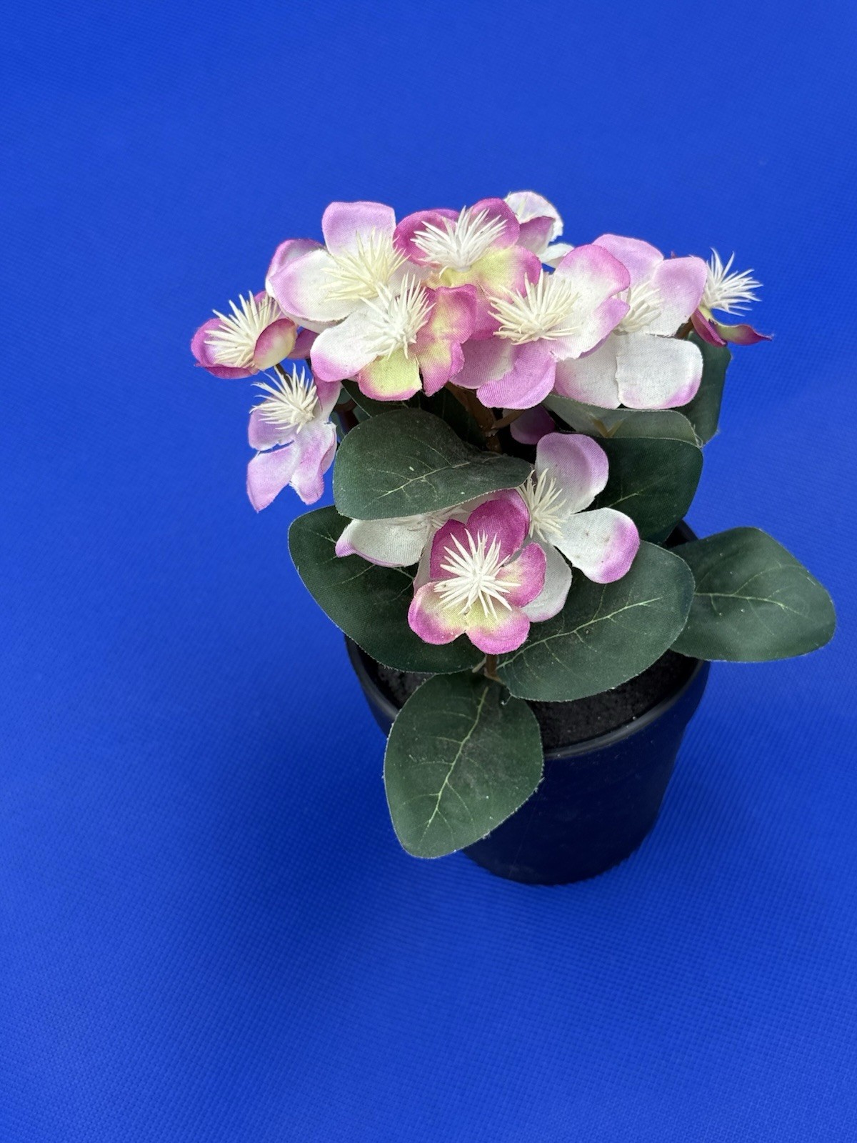 Potted Flower Lavendar preowned nice looking window table or bed flower.
