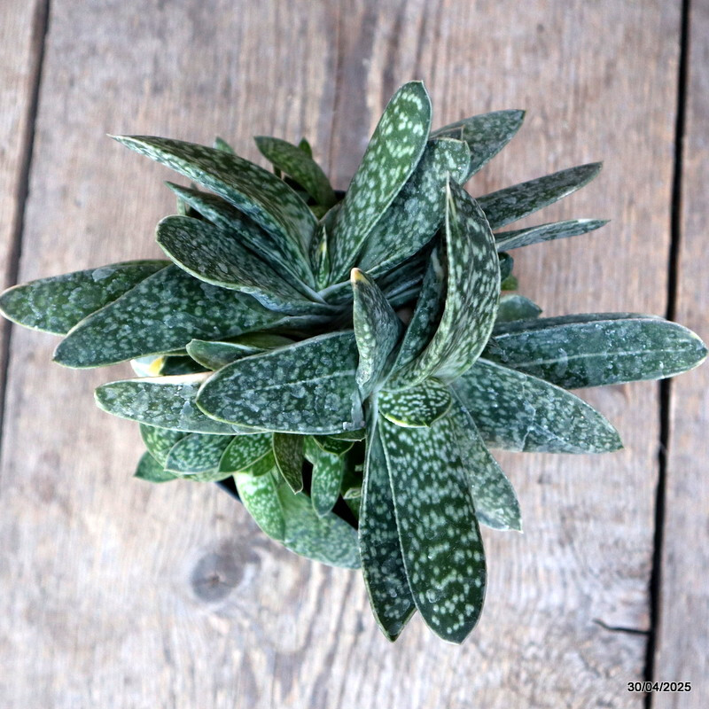 A9833 GASTERIA LILIPUTANA VARIEGATED pot10-H14-W20 cm MaMa Cactus