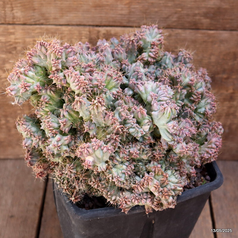 D4094 MYRTILLOCACTUS GEOMETRIZANS STRICTUS pot15-H20-W25 cm MaMa Cactus