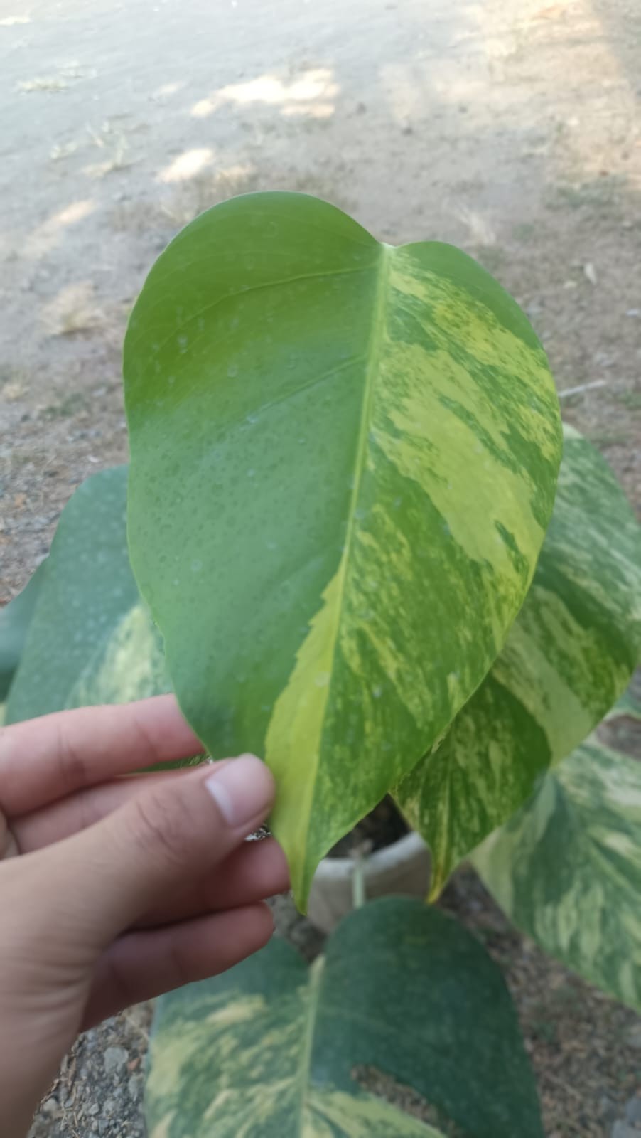 Real Picture Monstera Marmorata Tricolor Variegated 6 Leaves Medium Size