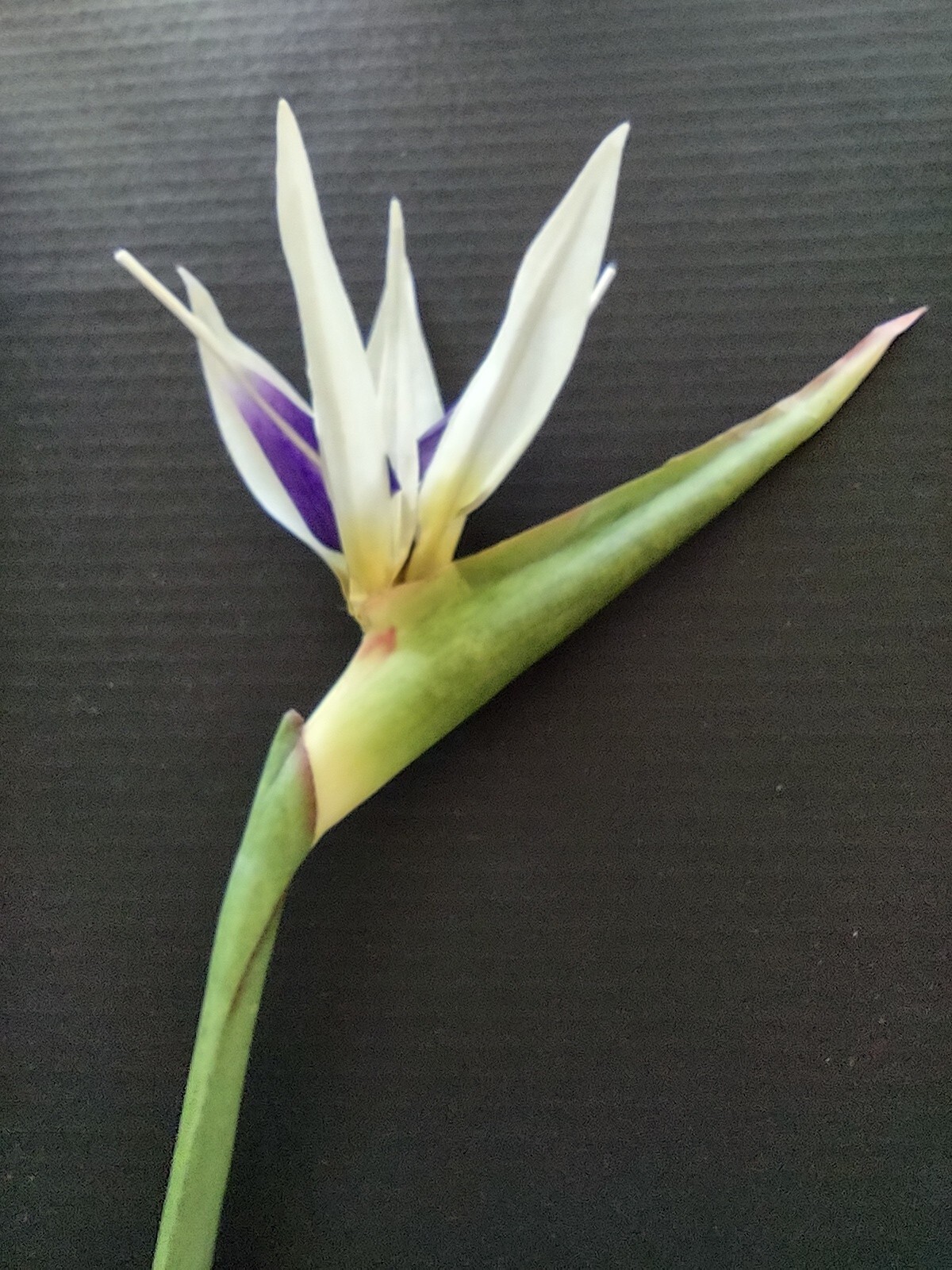 31″ bird of paradise tropical stem. Silk flower floral arrangements WHITE