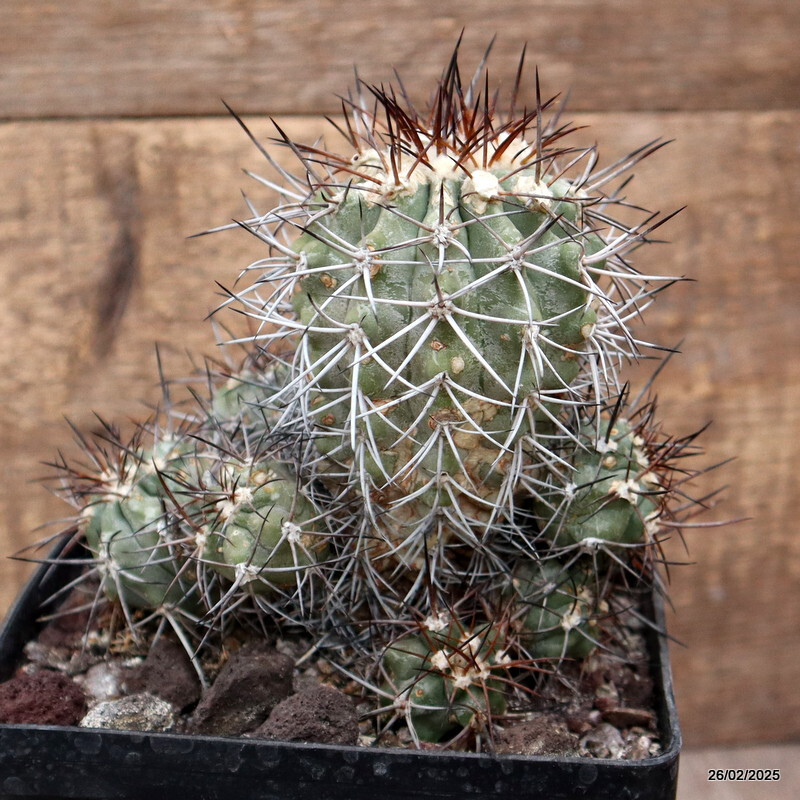 D3352 COPIAPOA STREPTOCAULON pot14-H14-W13 cm MaMa Cactus