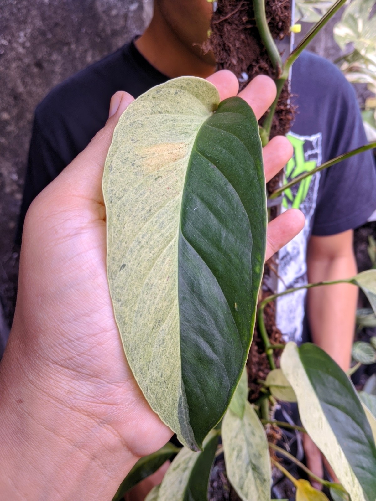 Monstera Laniata Mint Variegated Large Size Real Picture