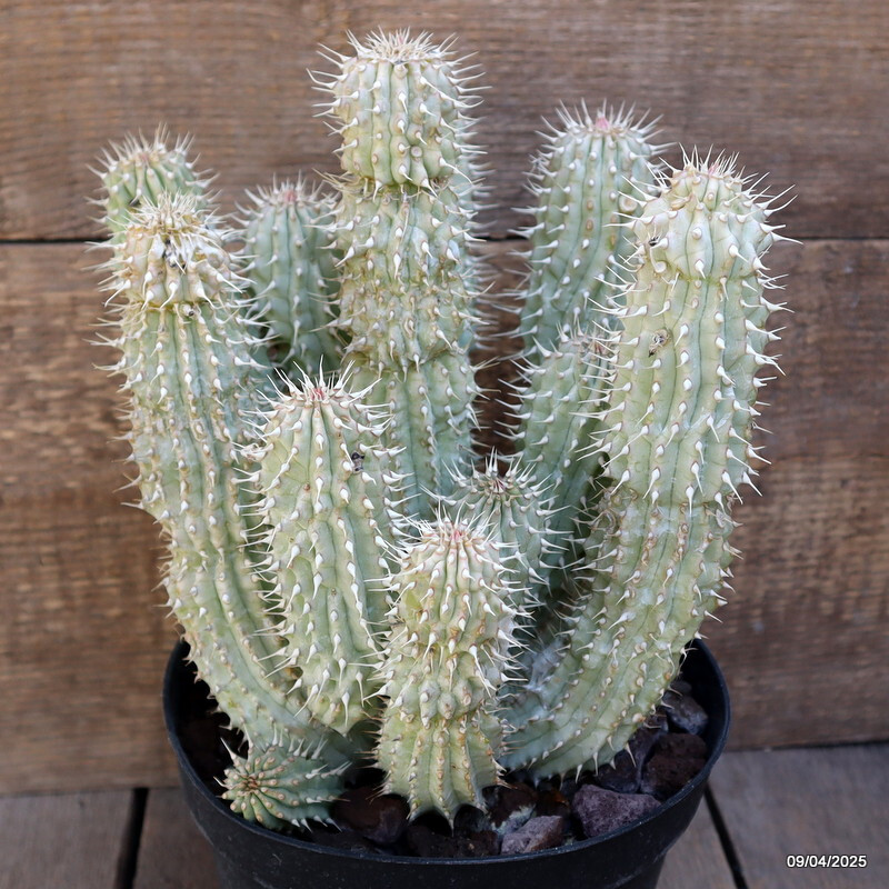 D86 TRICHO. GORD. pot18-H25-W22 cm MaMa Cactus