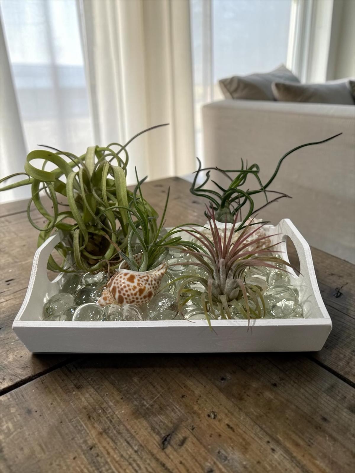 Air Plant Display Kit 4 Tillandsia Tray Glass Gems Shells Coastal Live Decor