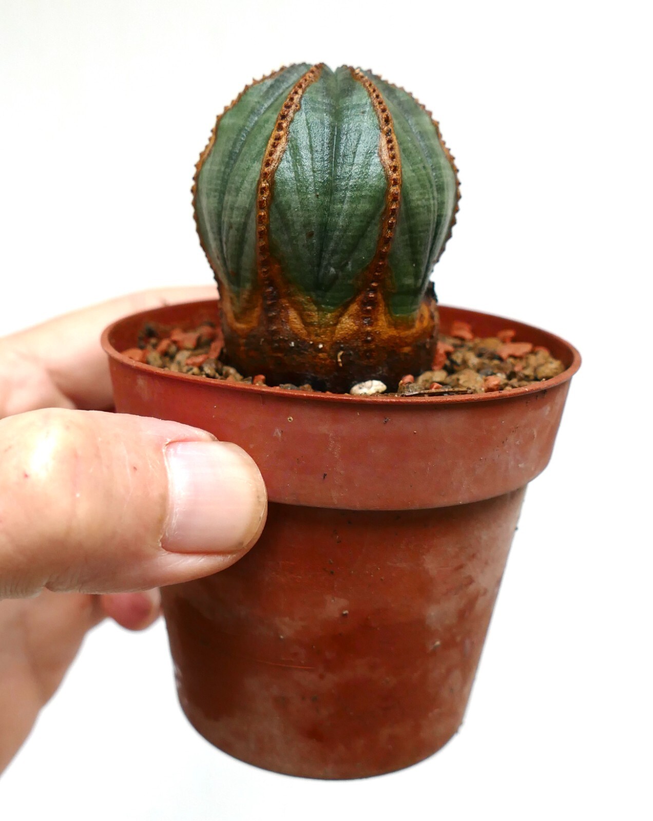Euporbia obesa BROWN LINES on ribs VERY OLD 555 (botanical archive) no crested