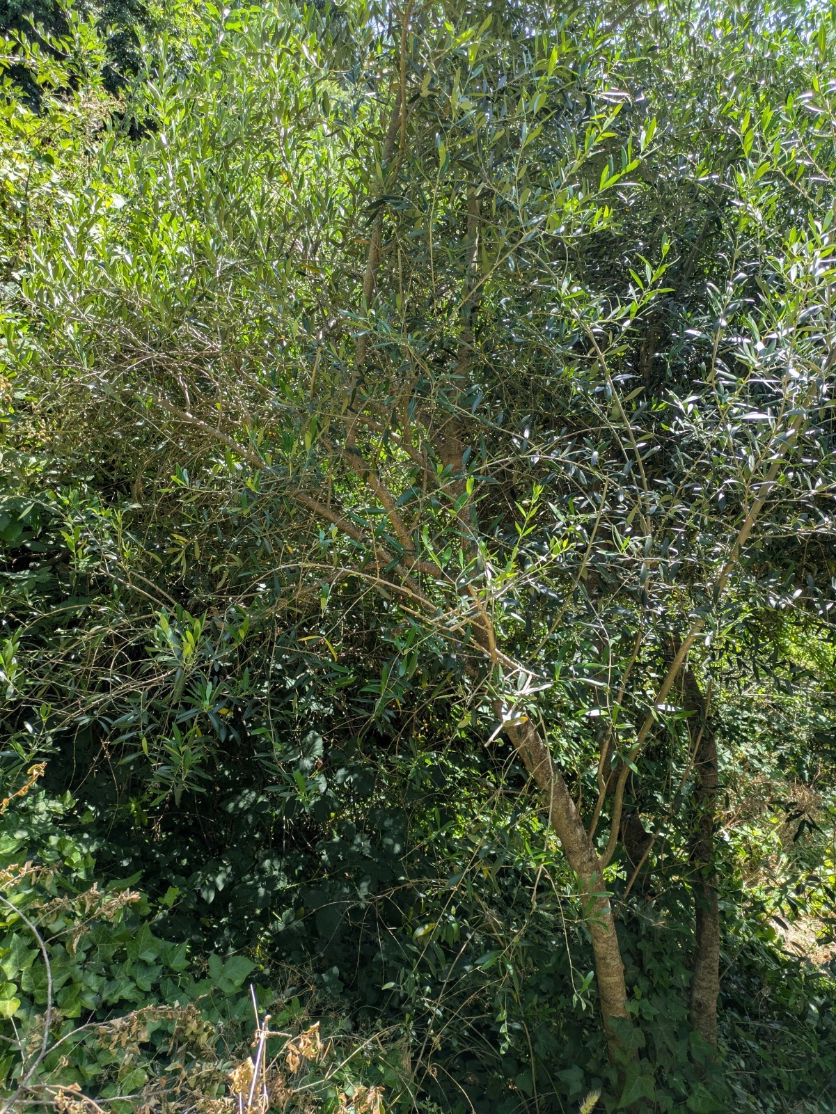 10 Large Fresh Cut Olive Branches Local Pickup Only Sonoma County Decor