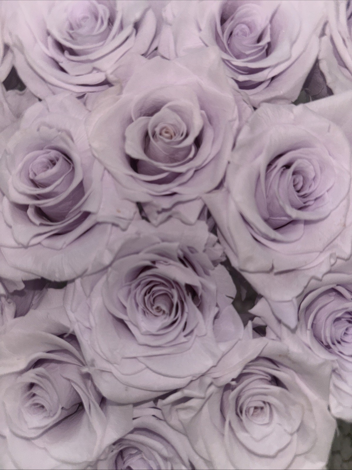 ROSE FOREVER OF NEW YORK~ Soft Violet 15 and a heart shaped clear box with lid