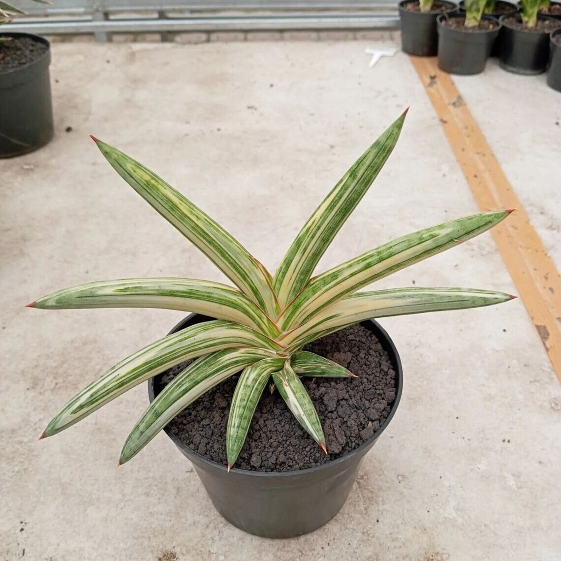 Sansevieria Blue Clone Variegated Big Size High Quality Rare Uniqe Snake Plant