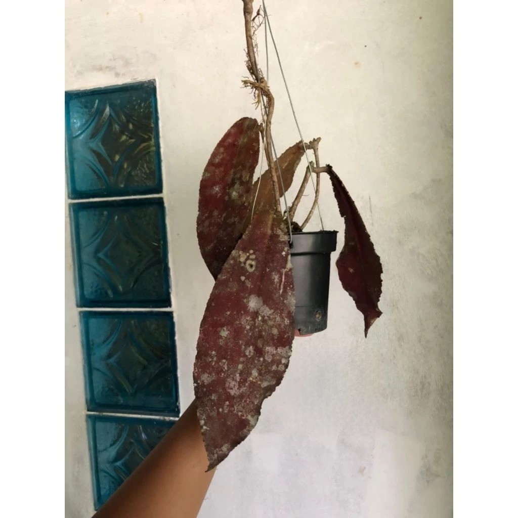 Hoya Undulata Red Rare Plant
