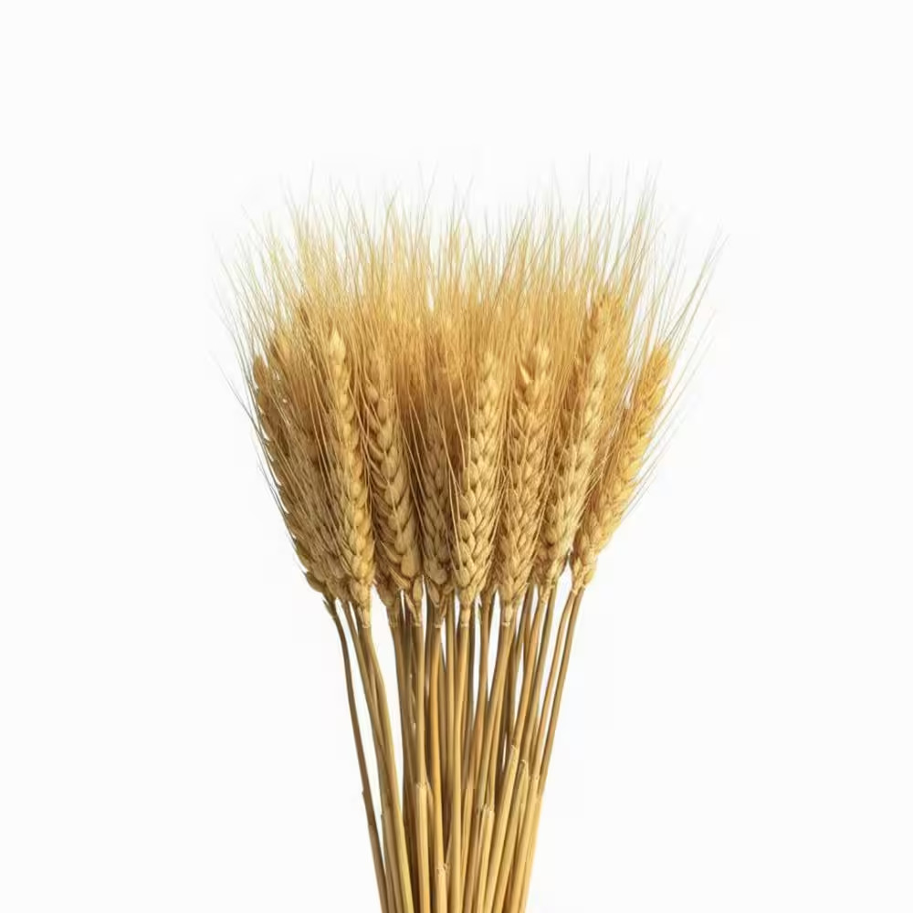2.48 In. (Set of 100) Natural Dried Wheat Stalks 16 In. Tan Artificial Plant Whe