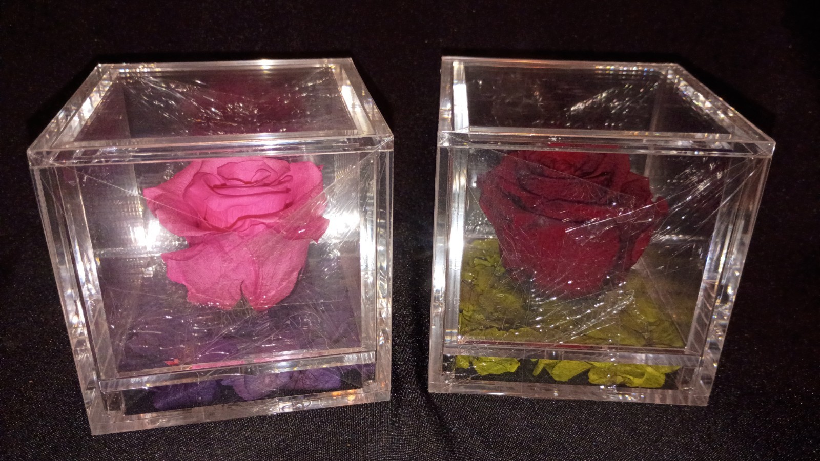 🌹Empress Flora 🌹Preserved Roses in 4″ x 4″ Acrylic Cases🌹Set of 2