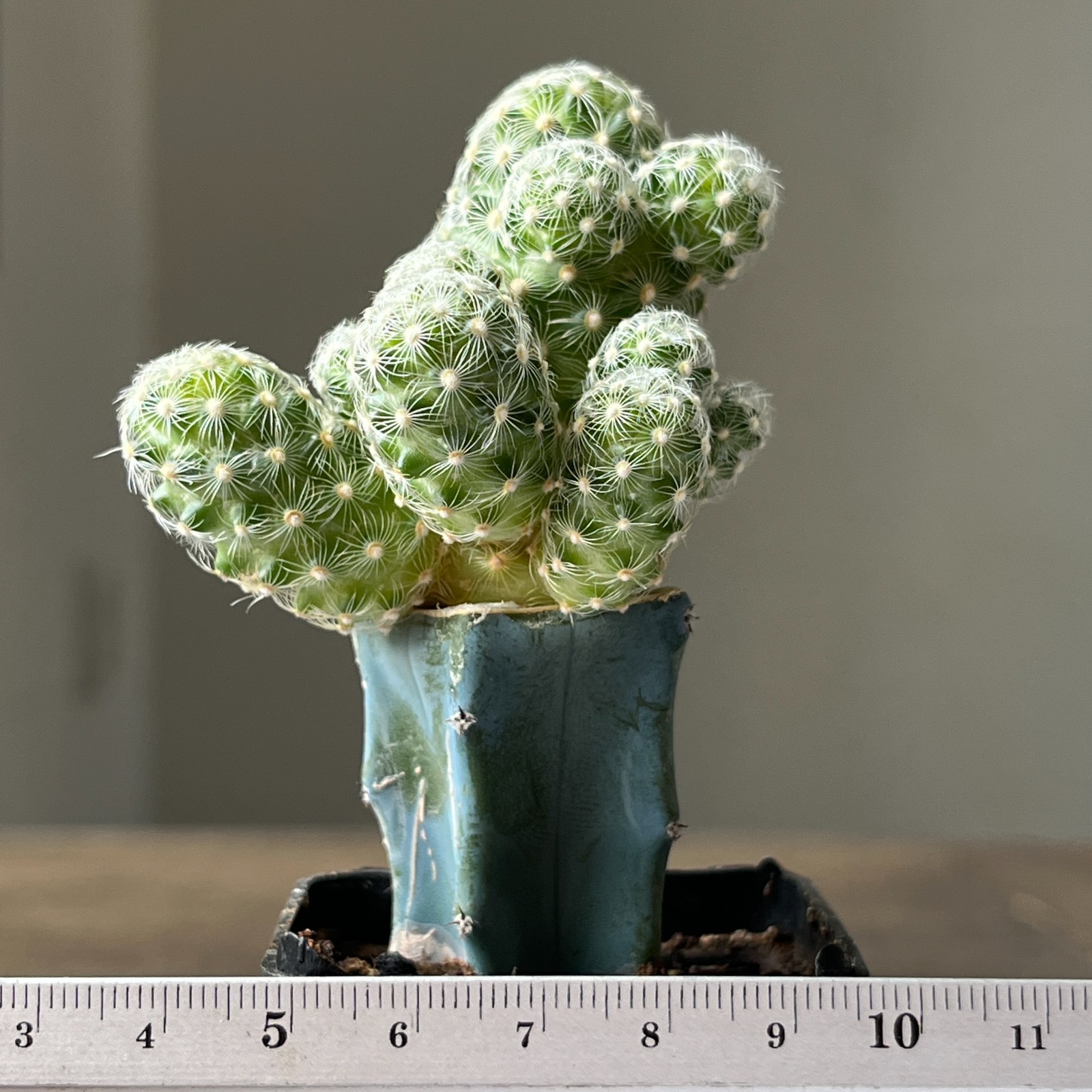 A51-740 Mammillaria saboae, grafted