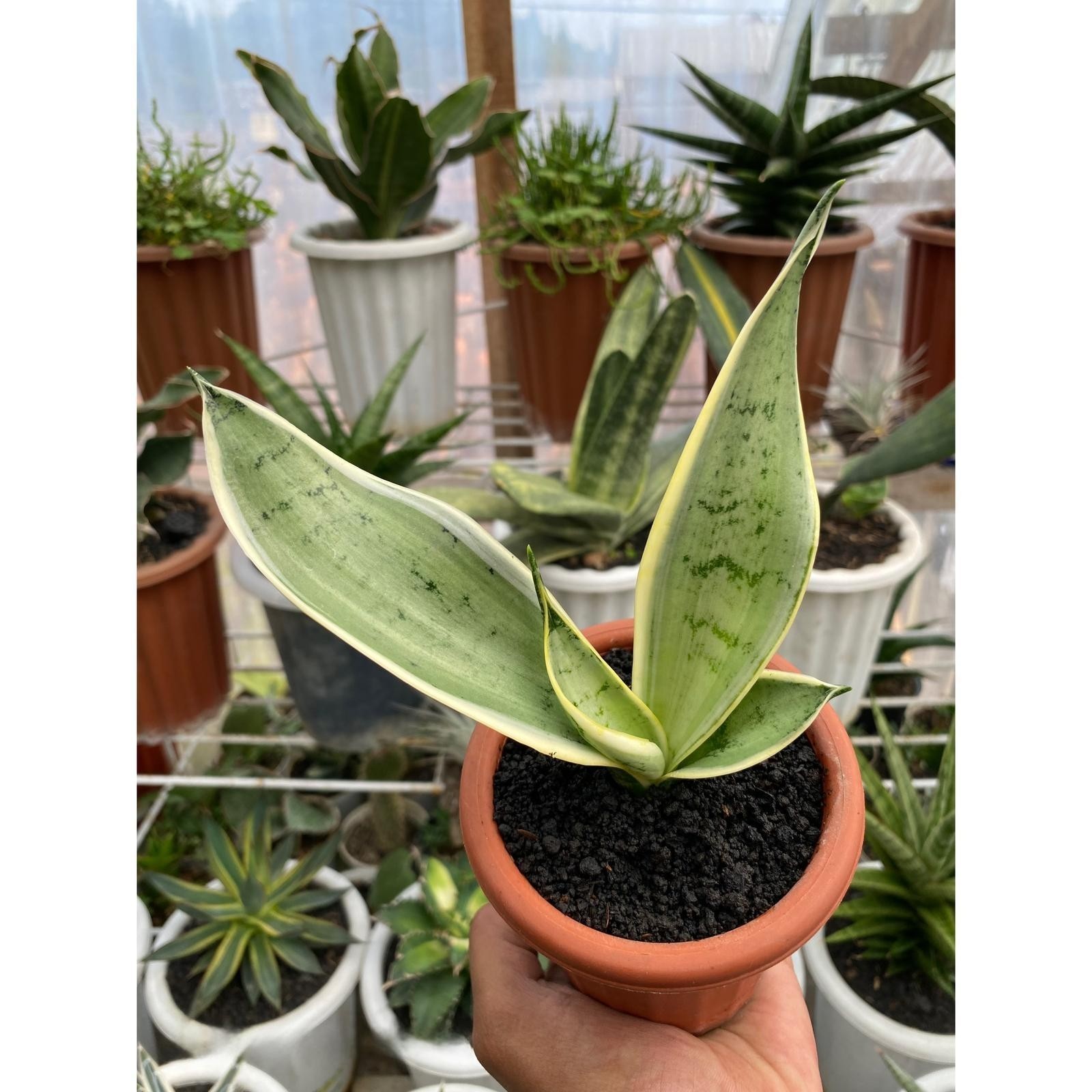Sansevieria Pearl Young Rare Tropical Snake Plants