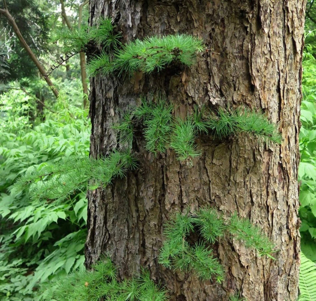 Larix kaempferi 10-20cm | Japanese larch | Karamatsu – Japanese larch | Karamats