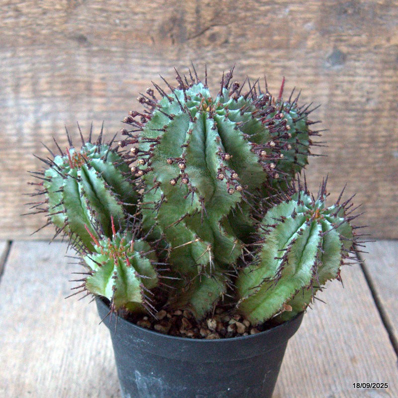 D6499 EUPHORBIA HORRIDA pot10-H13-W14 cm MaMa Cactus