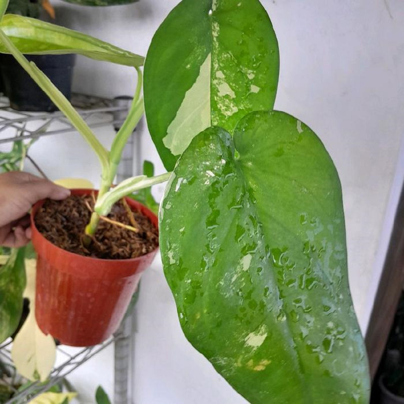 Syngonium Chiapense Variegated Mint Variegated Arrowhead Plant Exotic Tropical