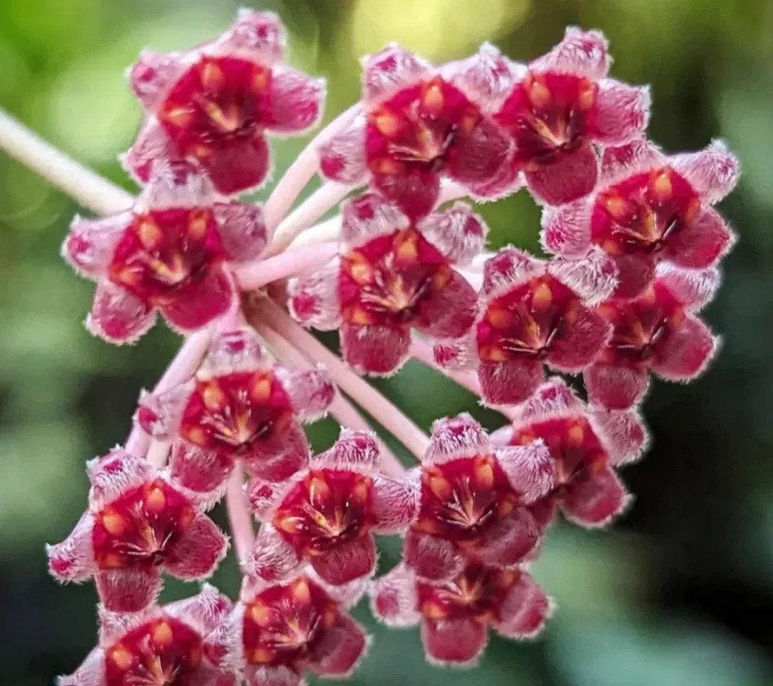 Hoya Rosita Red Leaves Rare Plant