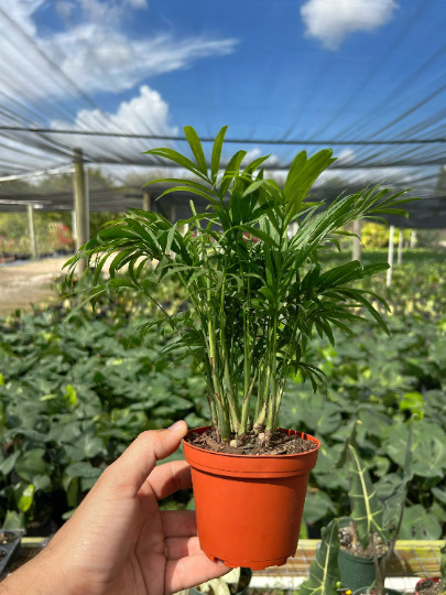 Parlor Palm in 4″ Pot – Chamaedorea elegans – Neanthe bella | Live plant