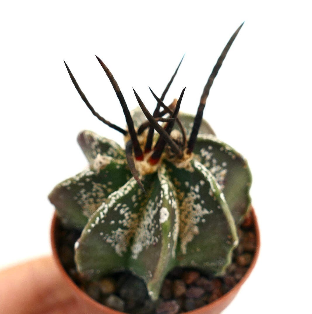 Astrophytum capricorne X BUFFALO – Goat’s horn cactus | Bishop’s cap