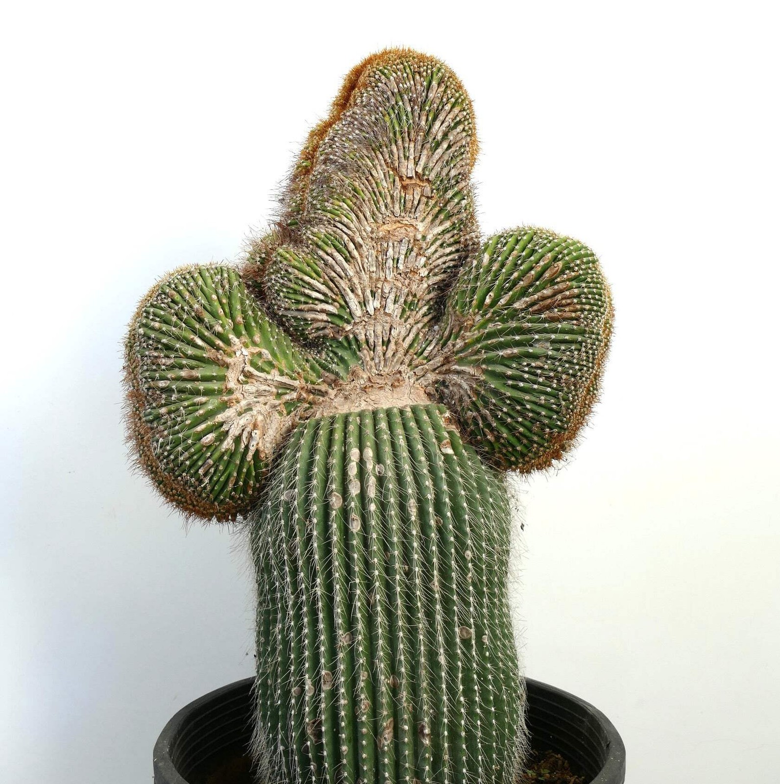 Carnegiea polylopha SAGUARO CRESTED 65x40cm – WILD no copiapoa cinerea