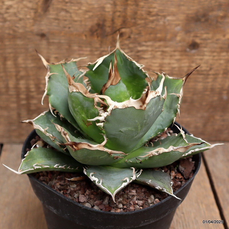 D117 AGAVE TITANOTA pot14-H11-W15 cm MaMa Cactus