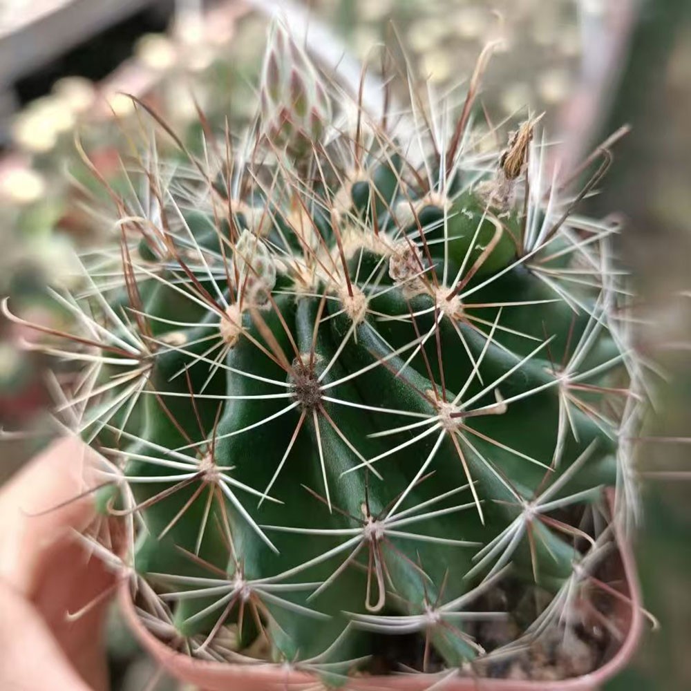 Thelocactus Setispinus (Fish Hook Cactus) – Drought Tolerant Live Plant