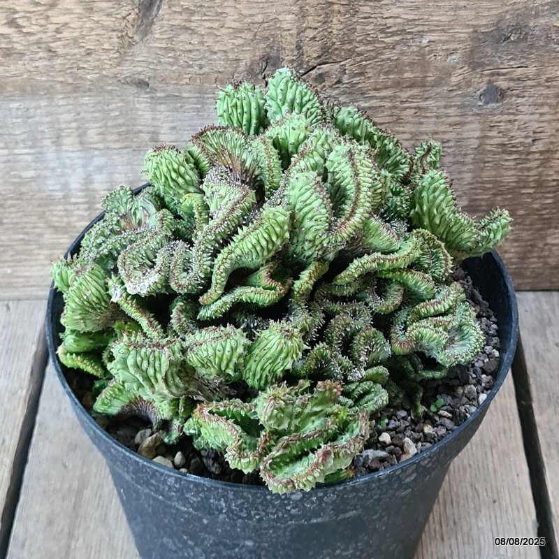 D5807 EUPHORBIA HORRIDA CRESTED pot18-H12-W19 cm MaMa Cactus